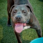 Clyde is a Terrier, Pit Bull.