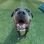 Clyde is a Terrier, Pit Bull.