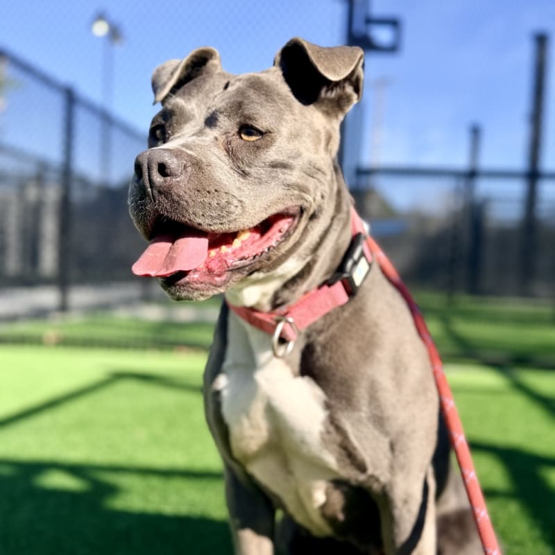 Bonnie is a Terrier, Pit Bull.