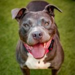 Bonnie is a Terrier, Pit Bull.