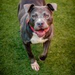 Bonnie is a Terrier, Pit Bull.