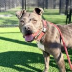 Bonnie is a Terrier, Pit Bull.