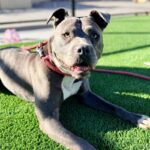 Bonnie is a Terrier, Pit Bull.