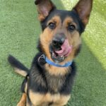 Jerome is a Shepherd, German.