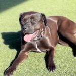 Billie is a Terrier, Pit Bull.