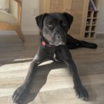 Billie is a Terrier, Pit Bull.