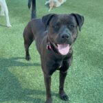 Billie is a Terrier, Pit Bull.