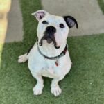 Storie is a Terrier, Pit Bull.