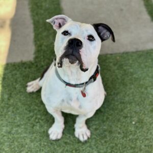 Storie is a Terrier, Pit Bull.