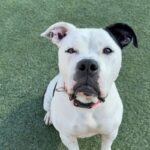 Storie is a Terrier, Pit Bull.