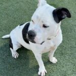 Storie is a Terrier, Pit Bull.