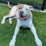 Brenda is a Terrier, American Pit Bull.