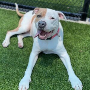 Brenda is a Terrier, American Pit Bull.