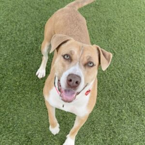 Suzy is a Terrier, Pit Bull.