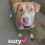 Suzy is a Terrier, Pit Bull.