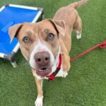 Suzy is a Terrier, Pit Bull.