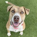 Suzy is a Terrier, Pit Bull.