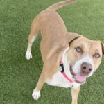 Suzy is a Terrier, Pit Bull.