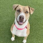 Suzy is a Terrier, Pit Bull.
