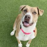 Suzy is a Terrier, Pit Bull.