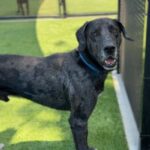 Pepper is a Great Dane/Mixed Breed (Large).