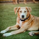 Macho is a Terrier, Pit Bull/Retriever, Labrador.