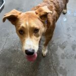 Macho is a Terrier, Pit Bull/Retriever, Labrador.