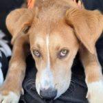 Macho is a Terrier, Pit Bull/Retriever, Labrador.
