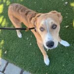 Macho is a Terrier, Pit Bull/Retriever, Labrador.
