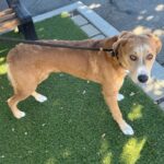 Macho is a Terrier, Pit Bull/Retriever, Labrador.