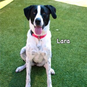 Lara is a Retriever, Labrador/Mixed Breed (Large).