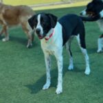 Lara is a Retriever, Labrador/Mixed Breed (Large).