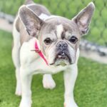 Diamond is a Bulldog, French.