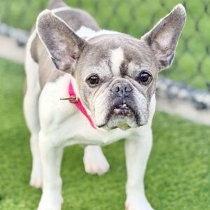 Diamond is a Bulldog, French.