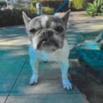 Diamond is a Bulldog, French.