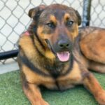 Etti is a Malinois, Belgian.