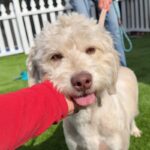 Shirley Temple is a Poodle/None.