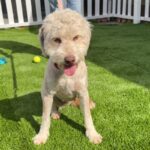 Shirley Temple is a Poodle/None.