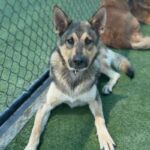 Alex is a Shepherd, German.