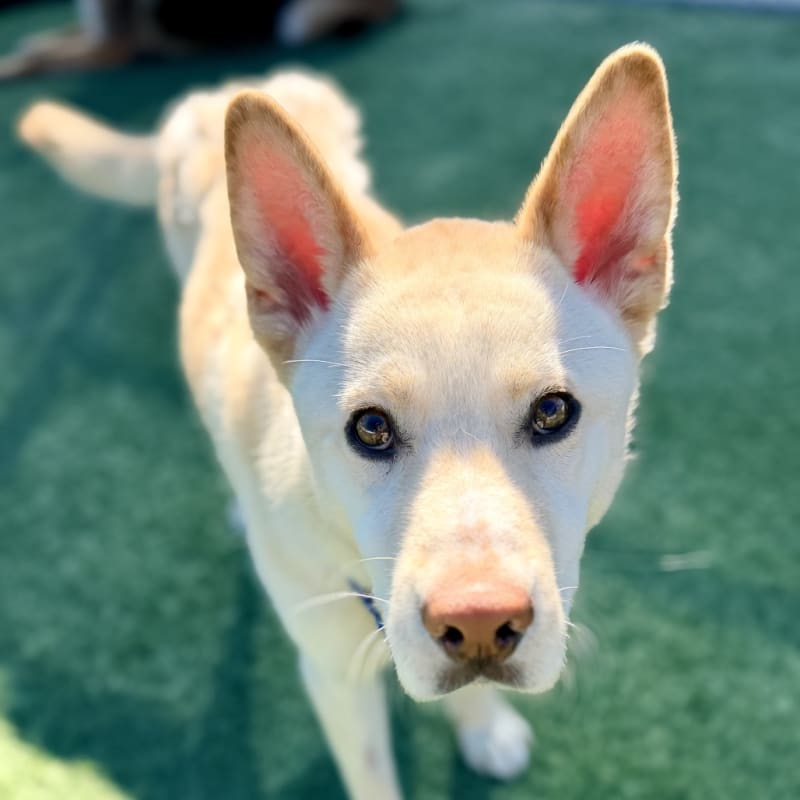 Valentino is a Husky, Alaskan.