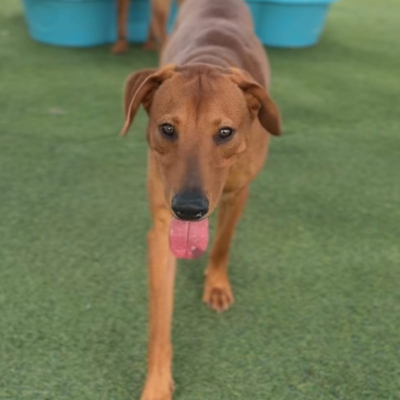 Rolly is a Mixed Breed (Medium).