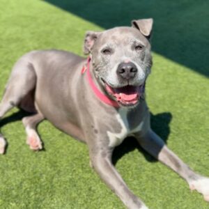 Chata is a Terrier, Pit Bull.