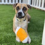 Diamond is a Boxer.
