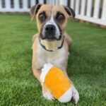 Diamond is a Boxer.