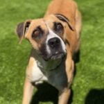 Diamond is a Boxer.