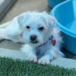 Trix is a Poodle, Miniature.