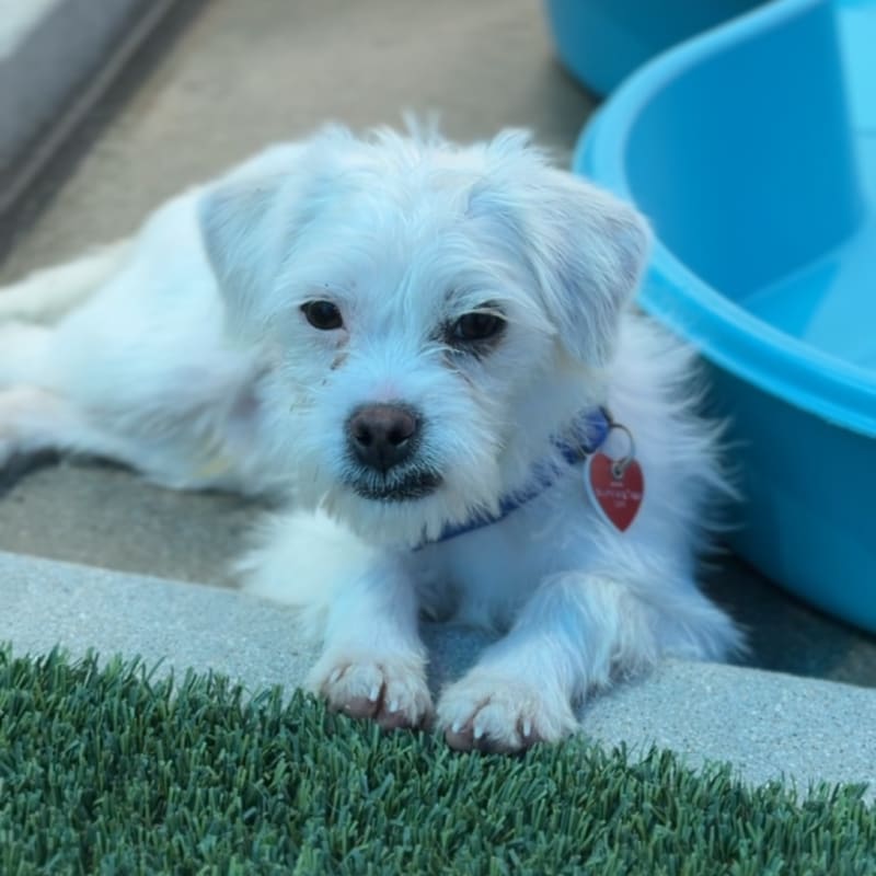 Trix is a Poodle, Miniature.