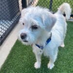 Trix is a Poodle, Miniature.