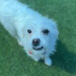 Trix is a Poodle, Miniature.
