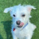 Trix is a Poodle, Miniature.